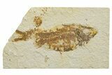 Bargain, Fossil Fish (Knightia) - Wyoming #340786-1